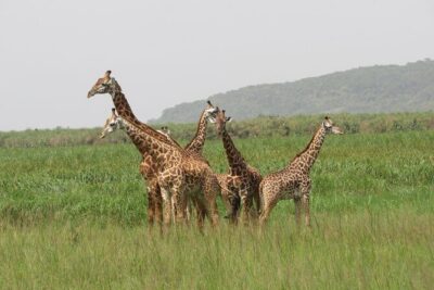1 Day Akagera Game Drive Safari - Akagera National Park: woodlands, swamps, savannah, and Lake Ihema