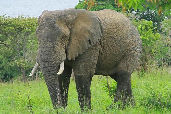 1 Day Akagera Wildlife Safaris Rwanda (2 Pax Min) - Big Five in Rwanda: spotting odds beyond the headlines