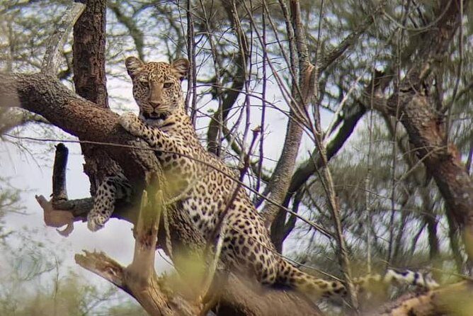 1 Day Akagera Wildlife Safaris Rwanda (2 Pax Min) - Guides who actually help you see: Serge, Fabrice, Isaac, Placide