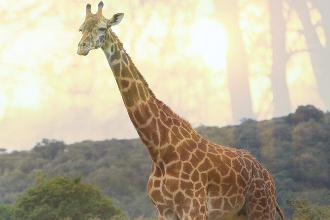 1 Day Akagera Wildlife Safaris Rwanda (2 Pax Min) - Price and value: is $250 per person fair for Akagera?
