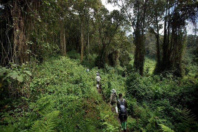 1-Day Bisoke Volcano Hiking Experience - Kigali to Volcanoes National Park: the 4:00am head start that matters