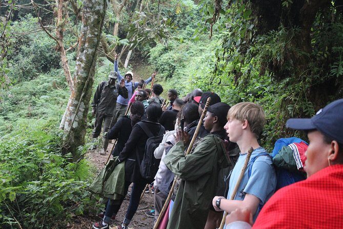 1 Day Canopy walk way in Nyungwe Natioinal park - Uwinka Reception Centre to the canopy walkway: timing, briefing, and 70m over the trees