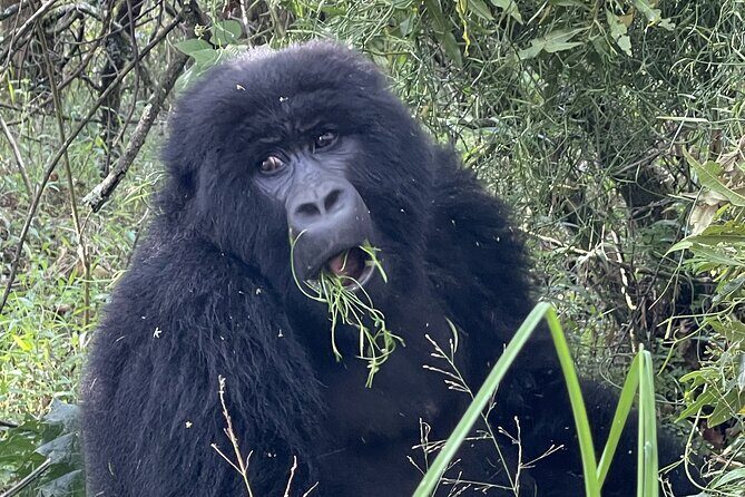 1 Day Guided Gorilla Trekking Safari Experience in Rwanda - Who This 1-Day Gorilla Trek Is Best For