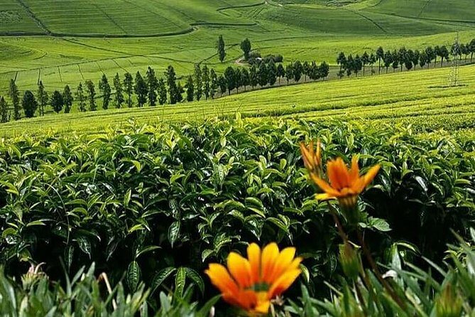 1-Day Lake Kivu Karongi Boat Cruise & Coffee farming with Lunch - Timing and logistics: how not to miss the best parts