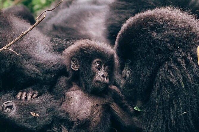 1 Day Rwanda Gorilla Trekking - Key things that make this gorilla day work