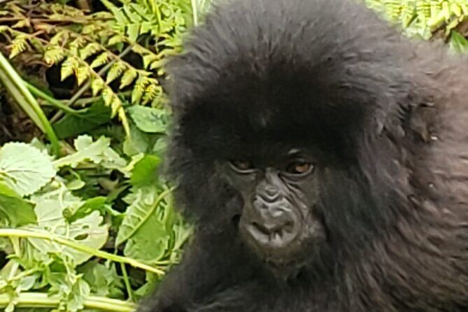 1 Day Rwanda Gorilla Trekking - Kigali to Volcanoes National Park: how the day is scheduled