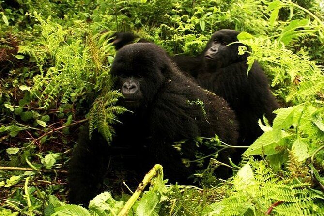 1 Day Rwanda Gorilla Trekking - Iby’iwacu Cultural Village: more than a quick stop