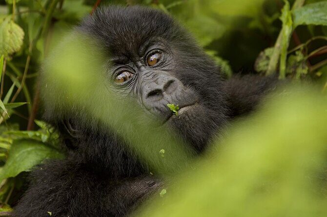 1 Day Rwanda Gorilla Trekking - Gasumo Waterfall: a short hike for big views on the way back