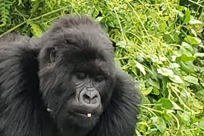 1 Day Rwanda Gorilla Trekking - Who this private gorilla day suits best