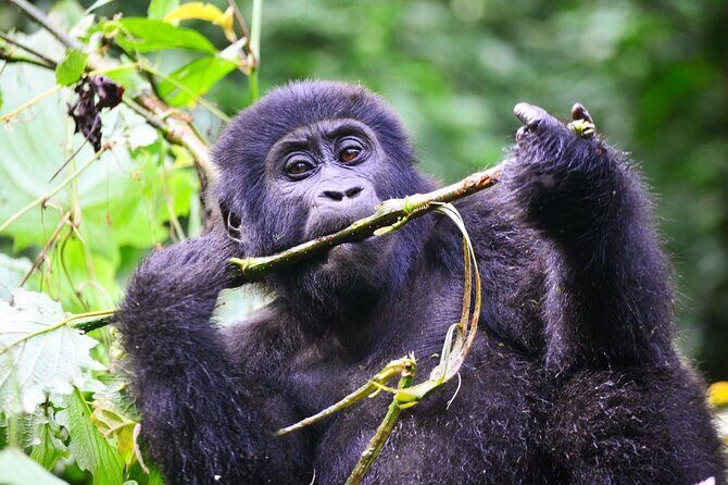 1 Day Rwanda Gorilla Trekking Tour - Gorillas From Kigali: The Rhythm of a One-Day Trek