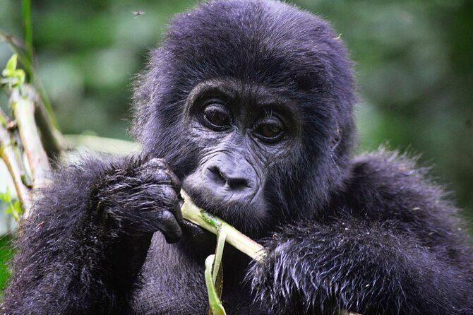 1 Day Rwanda Gorilla Trekking Tour - The Gorilla Trek: Strenuous, Yes. But Purposeful.