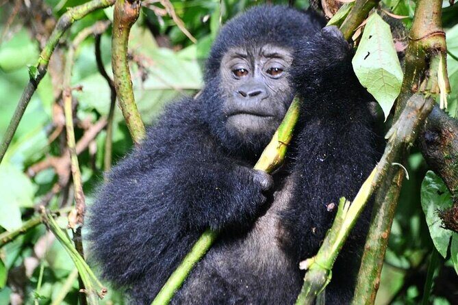 1 Day Rwanda Gorilla Trekking Tour - Lunch and Timing: How the Tour Keeps You Fueled