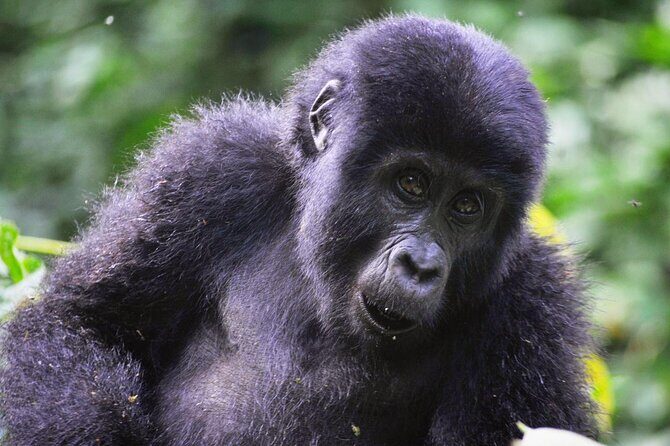 1 Day Rwanda Gorilla Trekking Tour - Transport and Comfort: What “Private 4x4” Means for Your Day