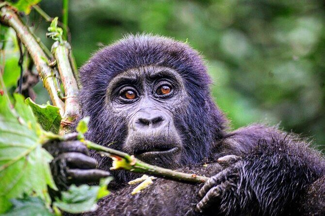 1 Day Rwanda Gorilla Trekking Tour - Price and Value: Why $2,687 Can Make Sense (Or Not)