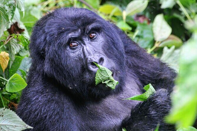 1 Day Rwanda Gorilla Trekking Tour - Service Quality: What Devine African Safaris Seems to Get Right