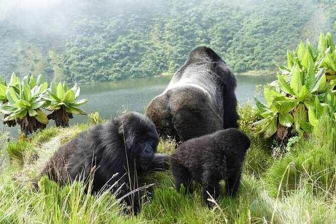 1 Day Rwanda Gorilla Trekking Tour In The Volcanoes National Park - From Kigali to Volcanoes National Park: fast logistics that matter
