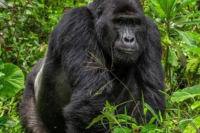 1 Day Rwanda Gorilla Trekking Tour In The Volcanoes National Park - Meeting your gorilla family: controlled access and one key limit