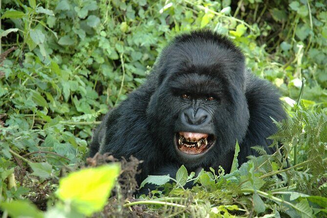 1 Day Rwanda Gorilla Trekking Tour In The Volcanoes National Park - Ruhengeri and Iby’iwacu culture village: a free cultural add-on