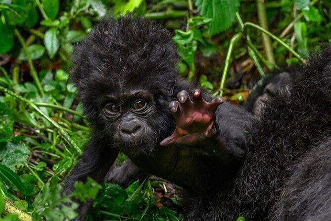 1 Day Rwanda Gorilla Trekking - Tracking mountain gorillas: what the hour on the ground feels like