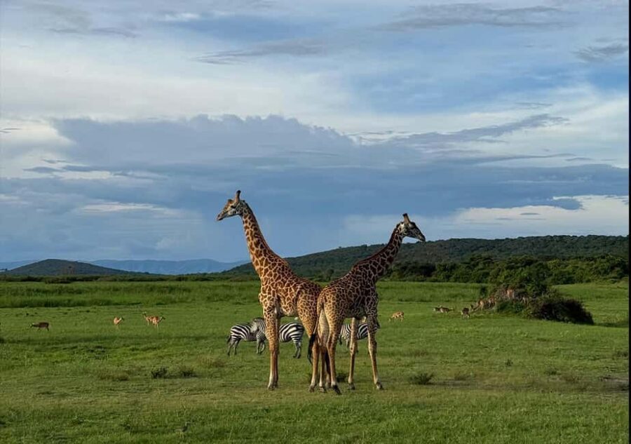 2 Day Akagera Big 5 Game drive Safari & Highest Peak Camping - Key reasons this 2-day Akagera safari works so well