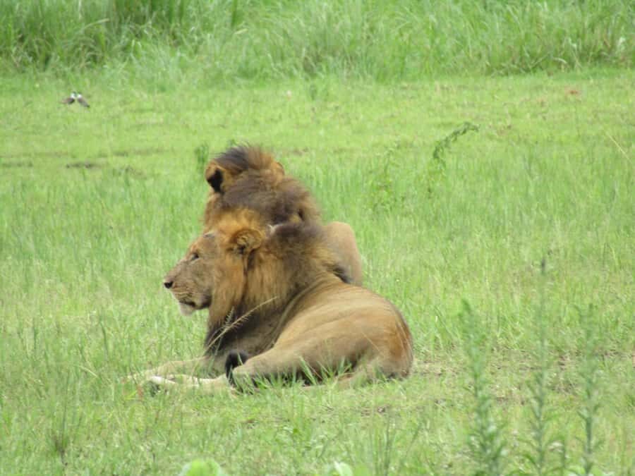 2-Day Akagera Game Drive, Boatride & Safari resort overnight - Key Highlights You’ll Feel in Day-to-Day Wildlife Time