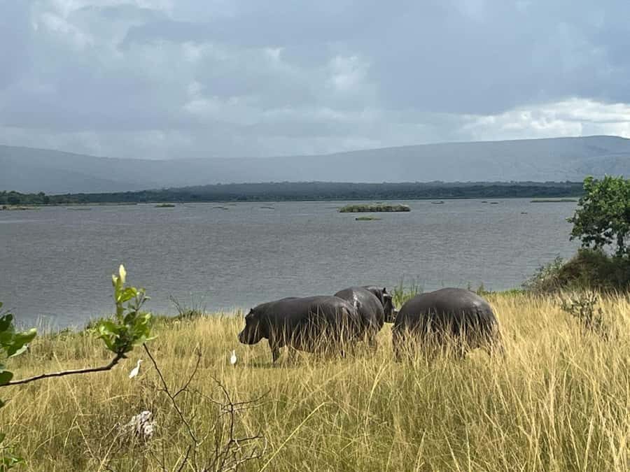 2-Day Akagera Game Drive, Boatride & Safari resort overnight - Why the Guide Makes Such a Big Difference in Akagera