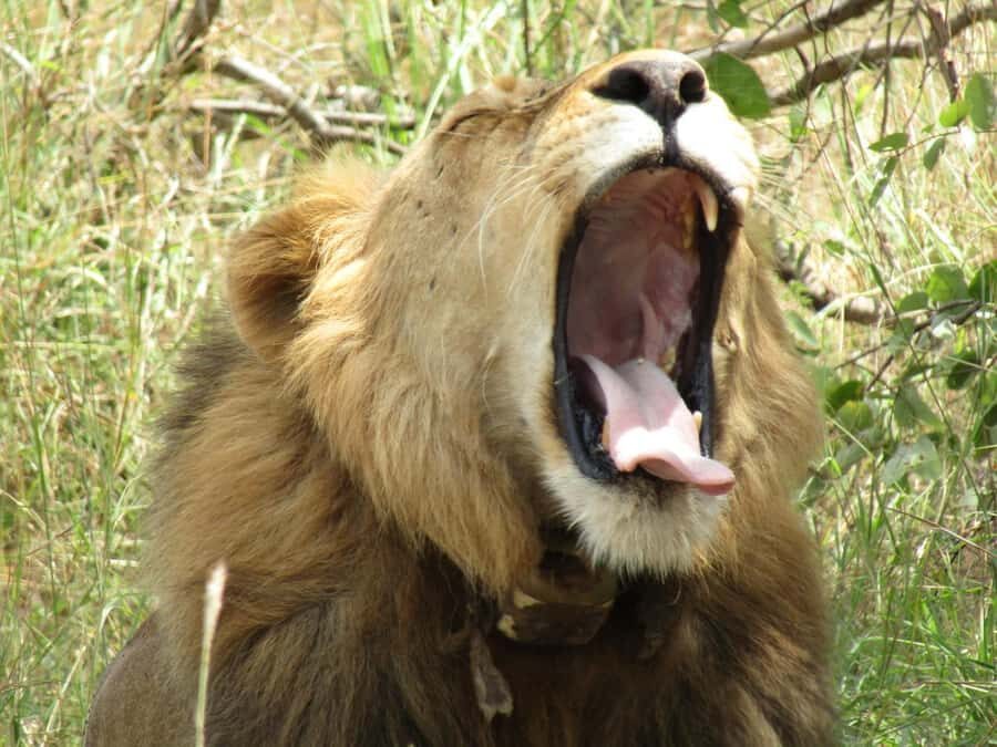 2-Day Akagera Game Drive, Boatride & Safari resort overnight - Boat Ride on the Water: Hippos and Crocodiles at Lakeside