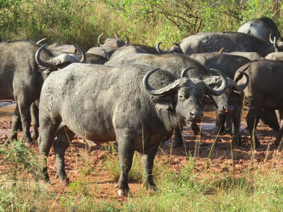 2-Day Akagera Game Drive, Boatride & Safari resort overnight - Picnic Lunch and the Real Timing of a Safari Day