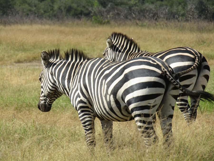 2-Day Akagera Game Drive, Boatride & Safari resort overnight - Price and Value: What $590 Covers (and What Costs Extra)