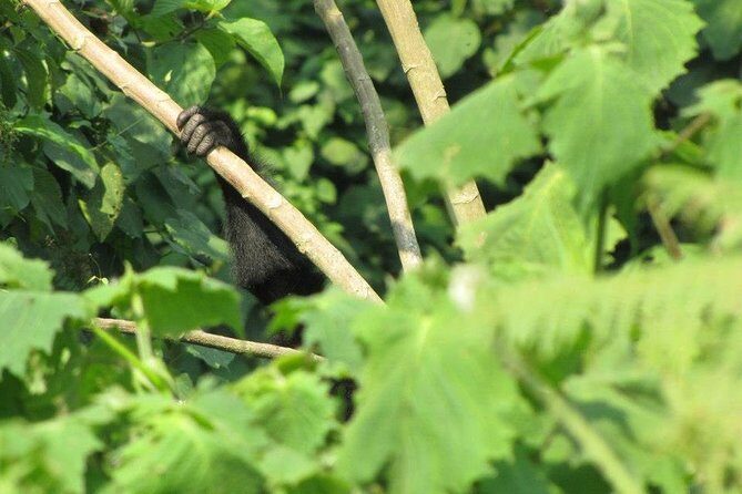 2 Day Gorilla Trekking Safari in Uganda via Kigali - The Rwanda-to-Uganda drive: border crossing and using that time well