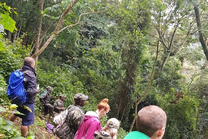 2 Days Chimpanzee trekking & Canopy Walk in Nyungwe National Park - Kigali to Nyungwe: a long drive that actually helps