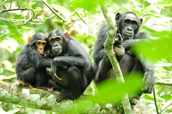 2 Days Chimpanzees trekking Tour and Canopy walk Adventure - Key points to know before you go