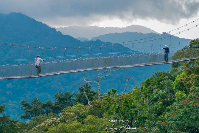 2 Days Chimpanzees trekking Tour and Canopy walk Adventure - Nyungwe National Park: the rainforest facts that make the experience click