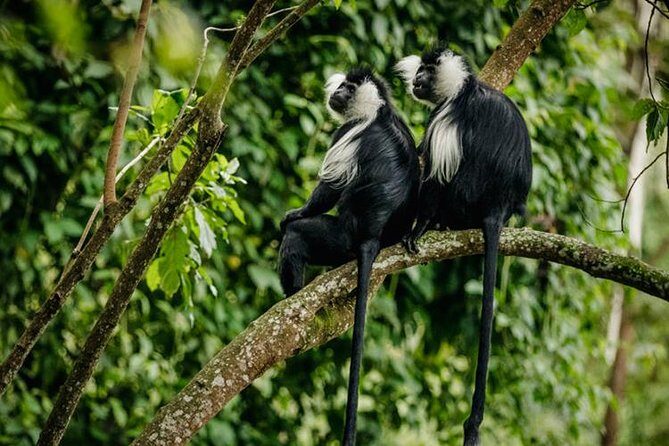 2 Days Chimpanzees trekking Tour and Canopy walk Adventure - Price and value: what $1,350 includes (and what that really buys you)