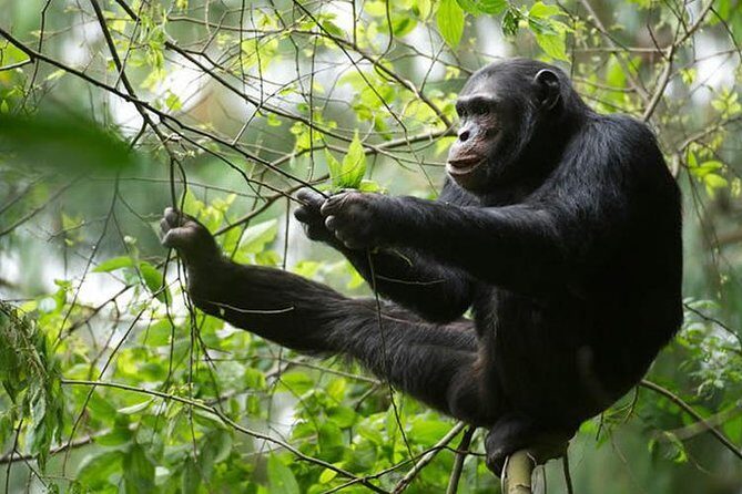 2 Days Chimpanzees trekking Tour and Canopy walk Adventure - Who this tour suits best (and who should rethink it)