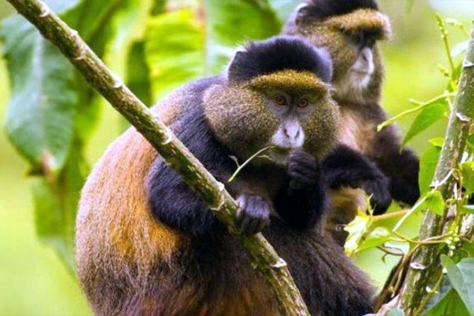 2 Days Chimpanzees trekking Tour and Canopy walk Adventure - Booking smart: dates, weather expectations, and planning ahead