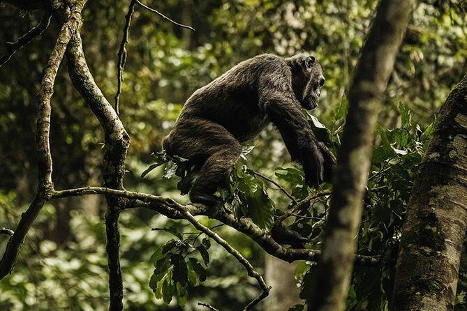 2 Days Chimpanzees trekking Tour and Canopy walk Adventure - Should you book this 2-day chimp trekking and canopy walk?
