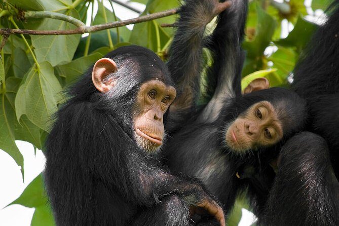 2 Days Chimpanzees trekking Tour and Canopy walk Adventure - Day 2: early chimpanzee trekking in the rainforest