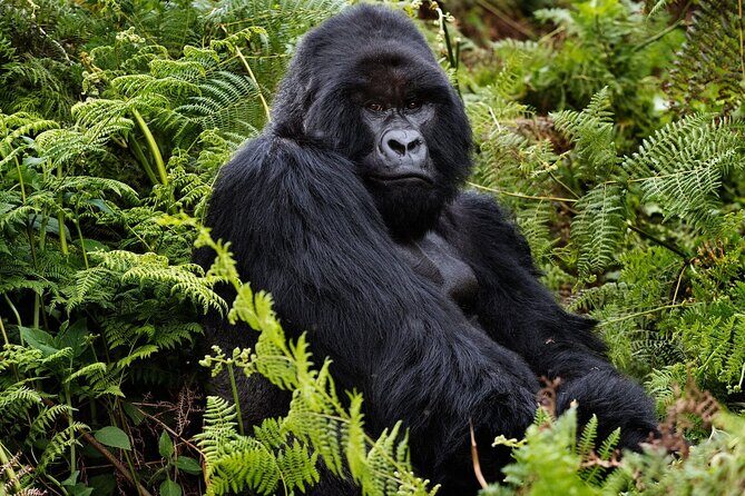 2 Days Gorilla & Golden Monkey Trekking Safaris - Key Highlights to Know Before You Go