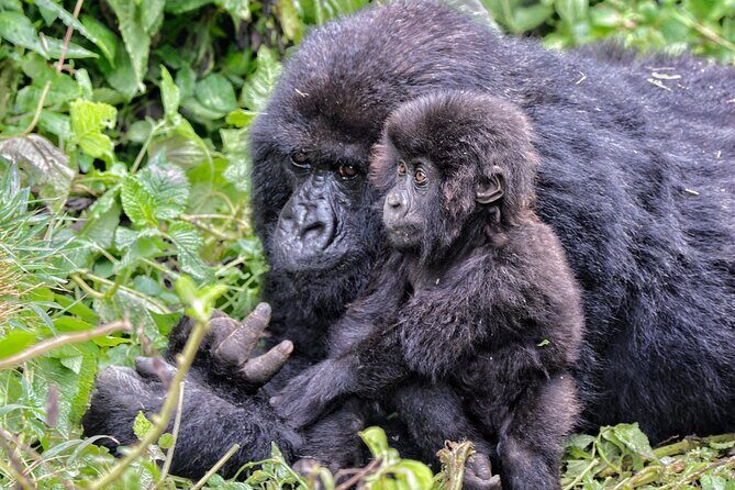 2 Days Gorilla & Golden Monkey Trekking Safaris - Day 1 Canoeing Near Musanze: From Flat Water to a Short Rapid