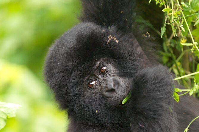 2 Days Gorilla & Golden Monkey Trekking Safaris - Day 2 Gorilla Trek: How the Grouping and Ranger Allocation Works