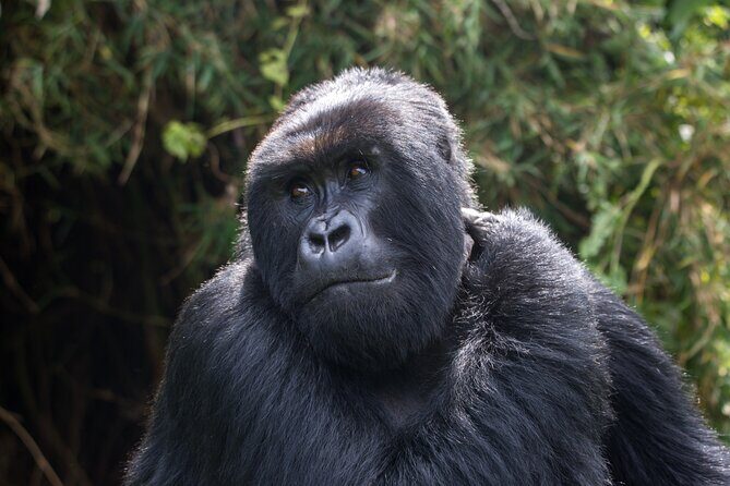 2 Days Gorilla & Golden Monkey Trekking Safaris - Permits and the $715 Price: Where the Value Really Lies