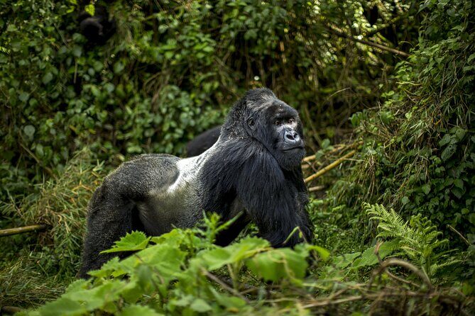 2 Days Gorilla & Golden Monkey Trekking Safaris - Who This Trip Suits Best (and Who Might Want Another Option)