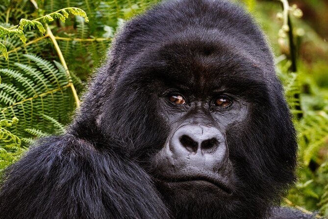 2 Days Gorilla & Golden Monkey Trekking Safaris - Day 1 Golden Monkey Trek: A Focused Forest Hour