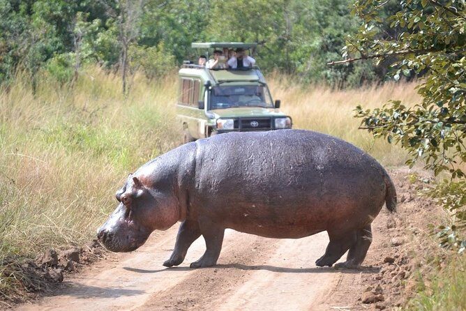 2 Days in Akagera National Park - Day 1: Kayonza coffee stop, Akagera registration, and the Lake Ihema boat by 3pm