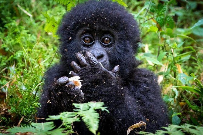 2 Days Mountain Gorilla Safari Rwanda - How the 2 Days Work: Kigali Morning, Jungle Search, Clear Next Steps