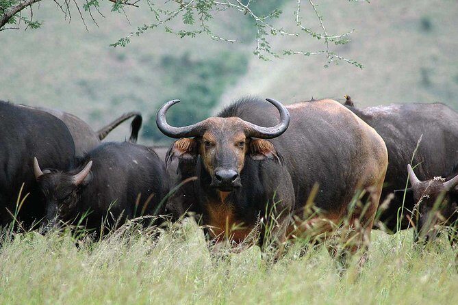 2 Days Mountain Gorilla Safari Rwanda - Conservation Lessons That Give the Trek Weight
