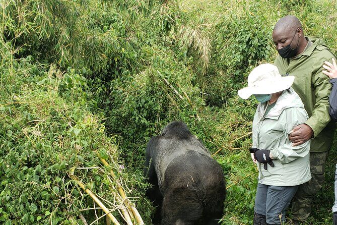 2 Days Mountain Gorilla Safari Rwanda - Price and Value: What $650 Covers (and What You’ll Pay Extra)