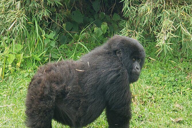 2 Days Mountain Gorilla Safari Rwanda - Practical Tips to Make This Trip Go Smoothly