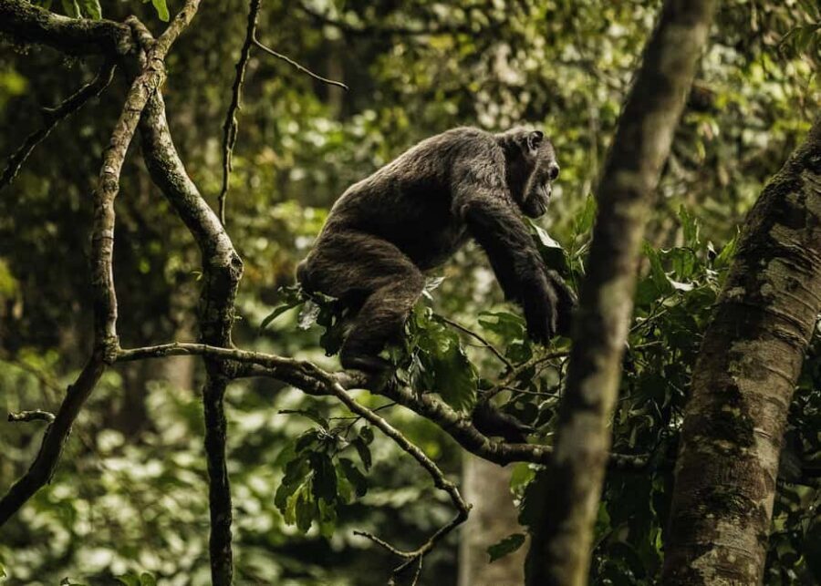 2 Days Nyungwe National Park Tours -Chimp-Canopy-Waterfall - Entering Nyungwe Through the Canopy Walk